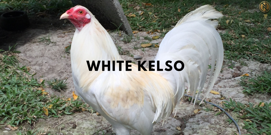 White Kelso