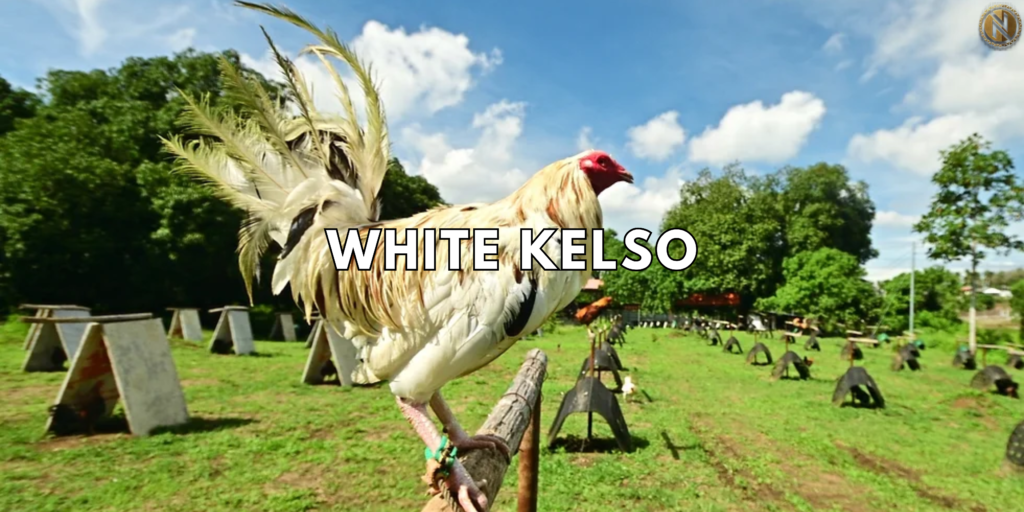 White Kelso